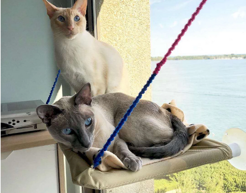 Cling & Relax Cat Window Bed
