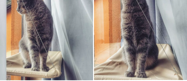 Cling & Relax Cat Window Bed